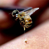 خاصیت دارويي زهر زنبور عسل