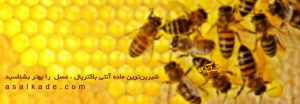 شیرین‌ترین ماده آنتی باکتریال ، عسل  را بهتر بشناسید